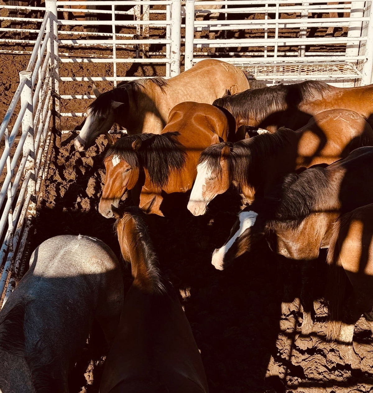 Bronc Reins